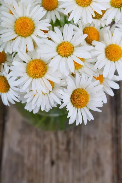 Belle camomille — Foto Stock