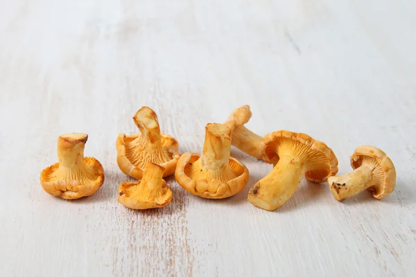 Chanterelles — Stock Photo, Image