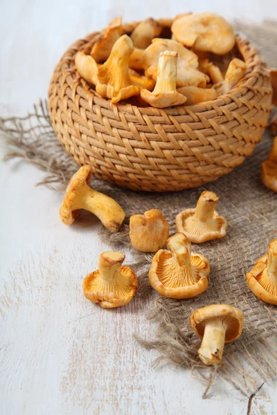 Chanterelles — Stok fotoğraf