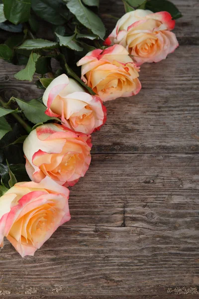 Pink roses — Stock Photo, Image