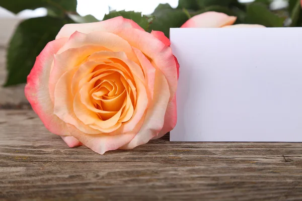 Pink rose  and greeting card — Stock Photo, Image