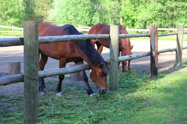 Cavalos em uma paddock — Fotografia de Stock