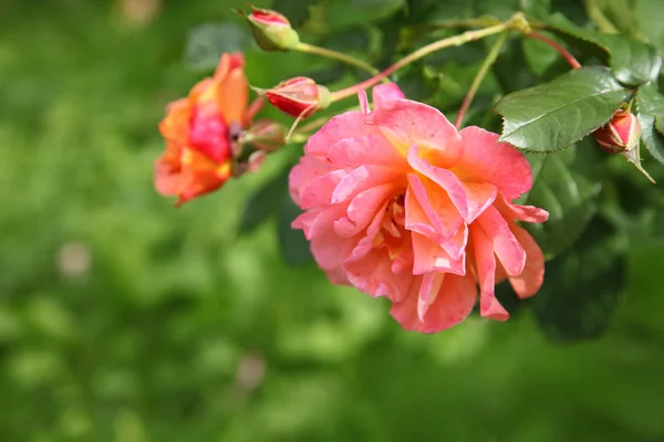 Roses — Stock Photo, Image