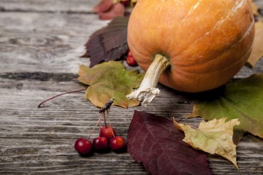 Kabaklar ve sonbahar yaprakları 