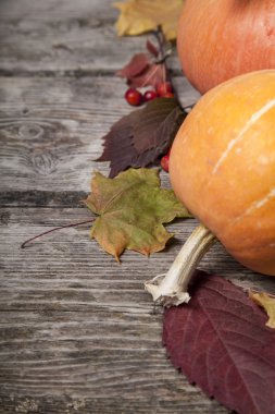 Kabaklar ve sonbahar yaprakları 
