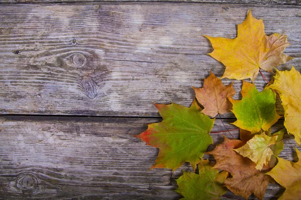 Pompoenen en Fall Leaves — Stockfoto