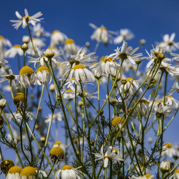 Madeliefjes in een weiland. Mooie zomerse landschap. — Stockfoto