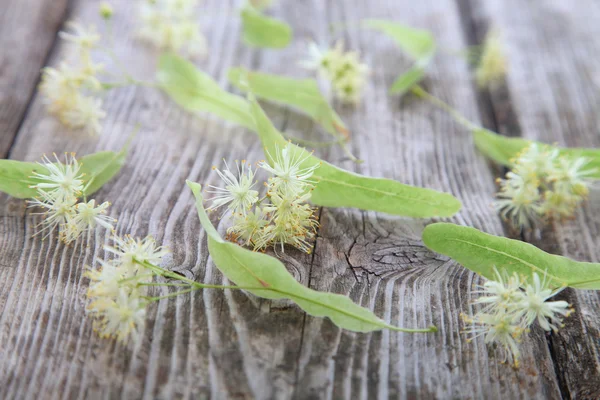 Lindenblüten auf einem Holztisch — Stockfoto