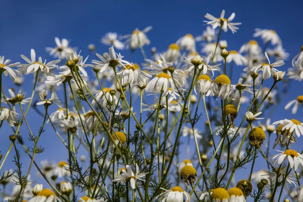 Madeliefjes in een weide. — Stockfoto