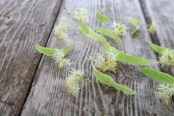 Lindenblüten auf einem alten Holztisch — Stockfoto