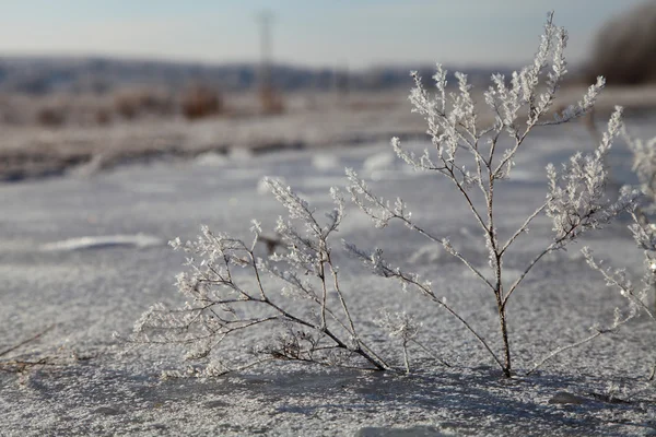 Paesaggio invernale con erba innevata — Foto Stock