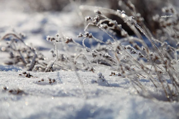 Vinterlandskap med snötäckta gräs — Stockfoto