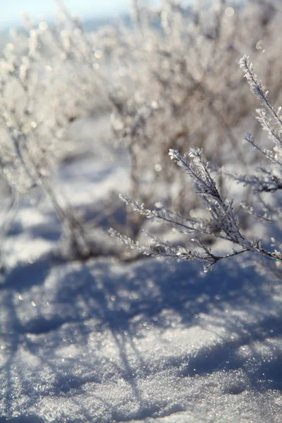 Winterlandschap met sneeuw bedekte gras — Stockfoto