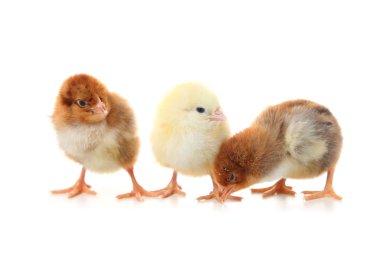 Beyaz zemin üzerine sarı tavuk