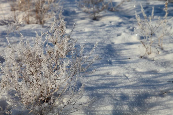 Зимний пейзаж с заснеженной травой — стоковое фото