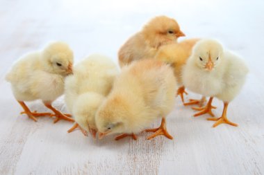 Ahşap arka planda sarı tavuklar
