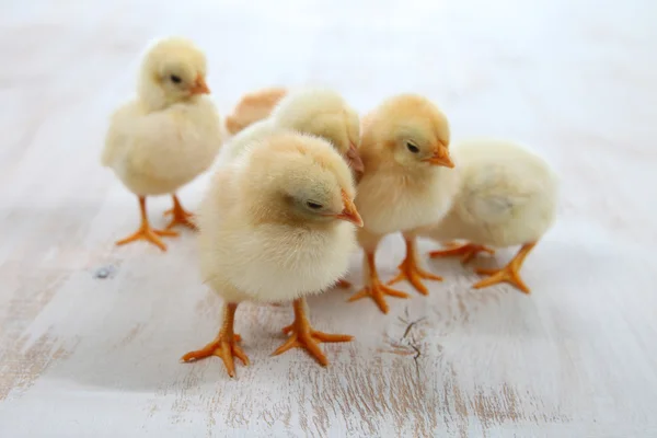 Žlutá kuřata na dřevěném pozadí — Stock fotografie