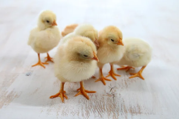 Pollos amarillos sobre fondo de madera —  Fotos de Stock