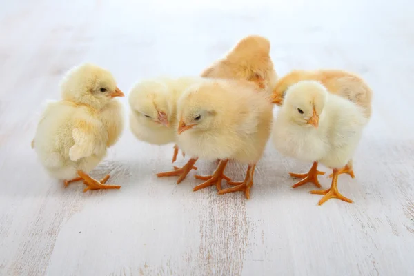 Pollos amarillos sobre fondo de madera — Foto de Stock