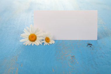 Güzel chamomiles ve tebrik kartı  