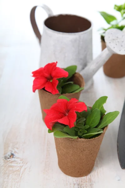 Mudas de flores em uma mesa de madeira — Fotografia de Stock