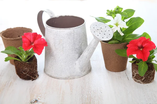 Mudas de flores em uma mesa de madeira — Fotografia de Stock