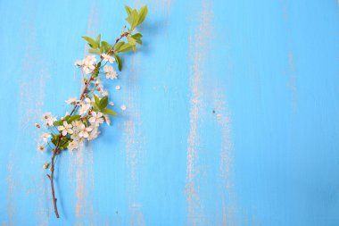 Mavi bir arka plan üzerinde kiraz çiçekleri