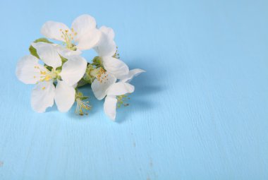 Mavi bir arka plan üzerinde apple'nın çiçek