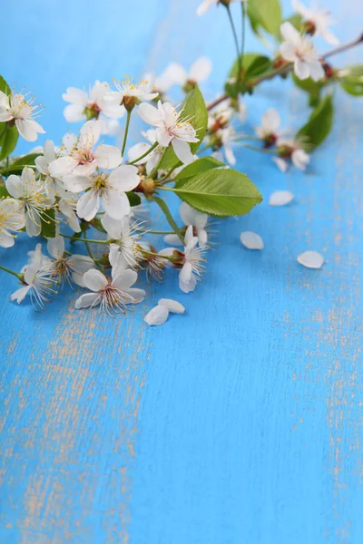 Fleurs de cerise sur fond bleu — Photo