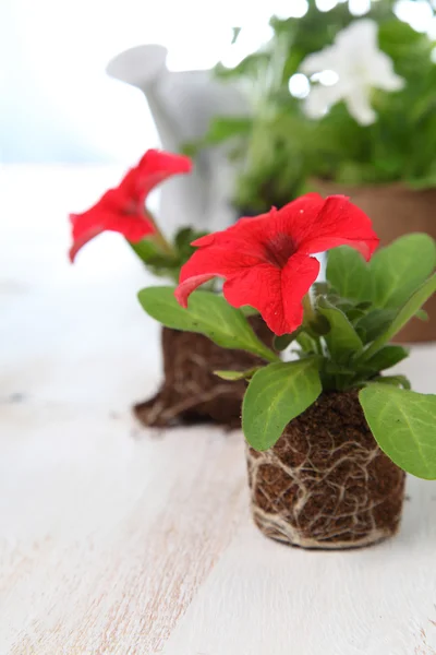 Zaailingen van bloemen op een houten tafel — Stockfoto