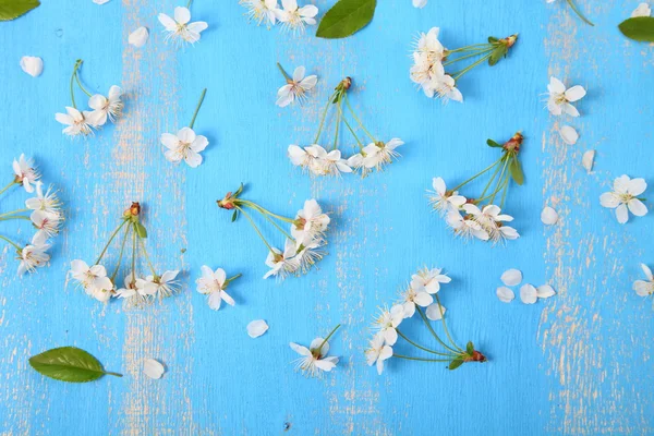 Flores de cereza sobre fondo azul — Foto de Stock