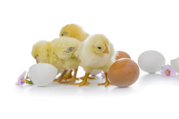 Poulets jaunes et oeufs — Photo