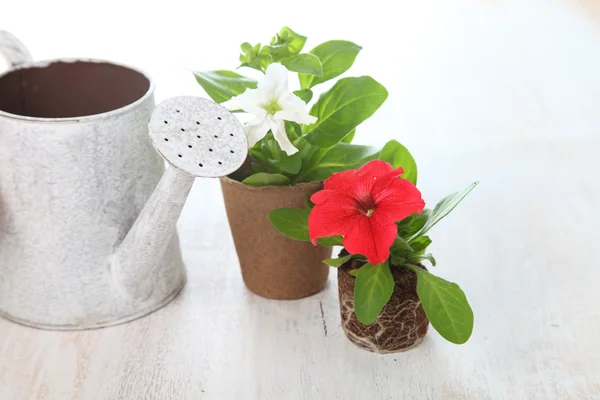 Seedlings of flowers and watering can — Stock Photo, Image