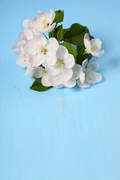 Flowers of apple on a blue background — Stock Photo, Image