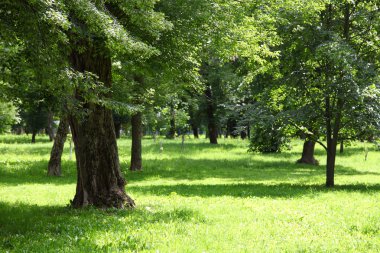 Güneşli bir günde yaz manzarası