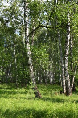 Güneşli bir günde yaz manzarası