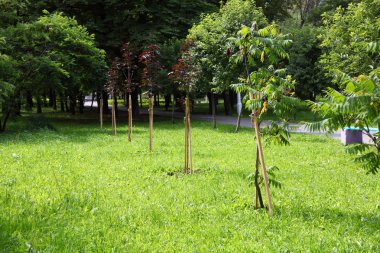 Güneşli bir günde yaz manzarası