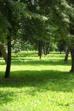 Güneşli bir günde yaz manzarası
