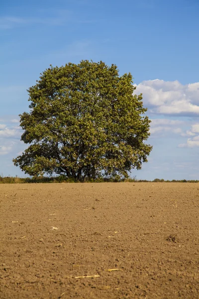 Árvore no campo arado de primavera — Fotografia de Stock