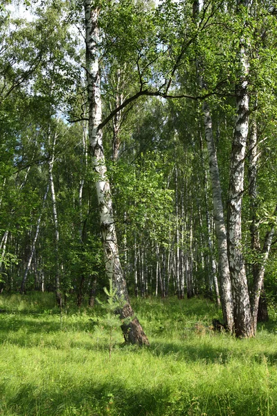 Güneşli bir günde yaz manzarası