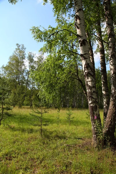 Sommerlandschaft an einem sonnigen Tag — Stockfoto