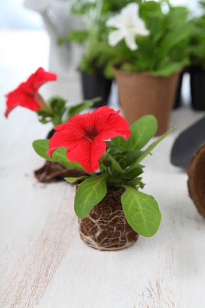 Seedlings of petunias in peat pots — Stock Photo, Image