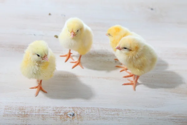 Gele kippen op een houten ondergrond — Stockfoto