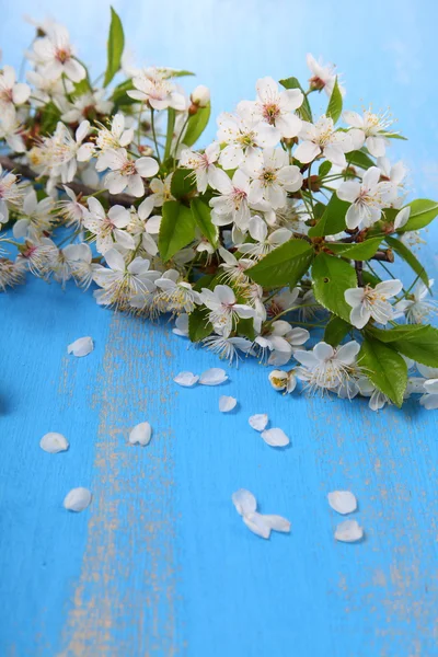 Kwiaty wiśni na niebieskim tle — Zdjęcie stockowe