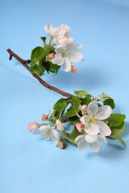 Apple ahşap zemin çiçek