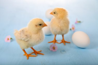 Sarı tavuk ve yumurta ahşap arka plan üzerinde