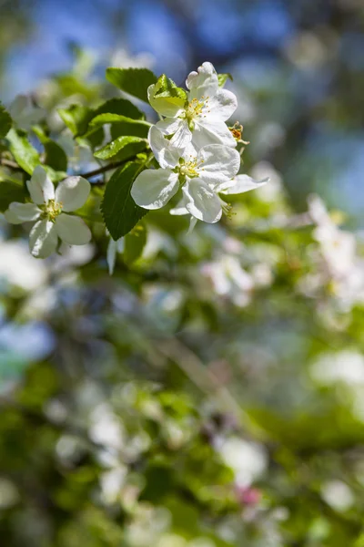 Manzano en el día de primavera —  Fotos de Stock