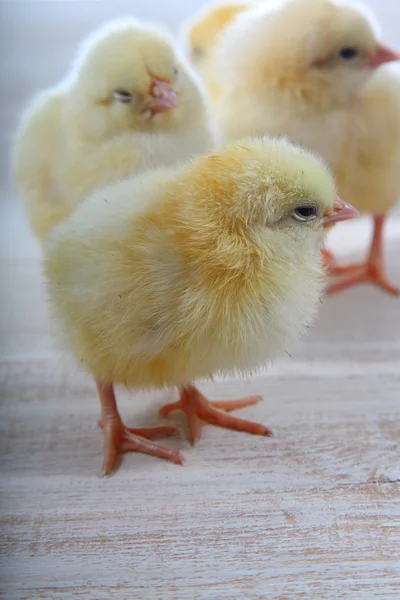 Žlutá kuřata na dřevěném pozadí — Stock fotografie