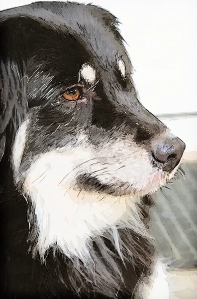 ボーダーコリー犬 — ストック写真