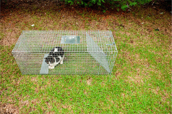 Ловушка Анималя
